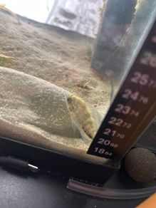 Veija fish