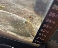 Veija fish