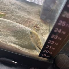 Veija fish