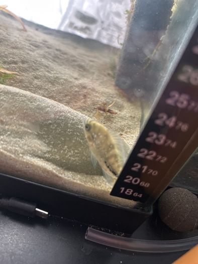 Veija fish