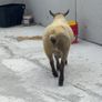 Suftex Hoggot ram Image 5