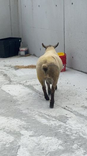 Suftex Hoggot ram