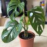 Monstera Adansonii Monkey Mask Houseplant Image 2