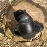 Premium Nike Cortez Triple Black Image 3