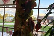 begonia