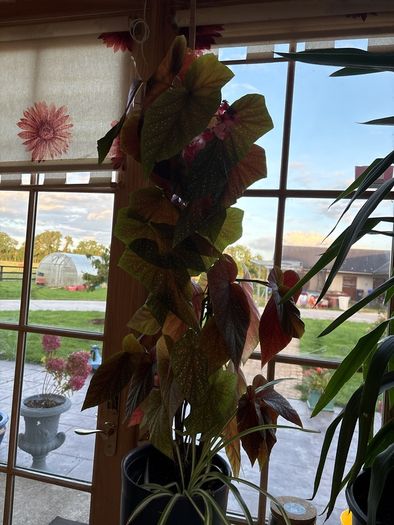 begonia