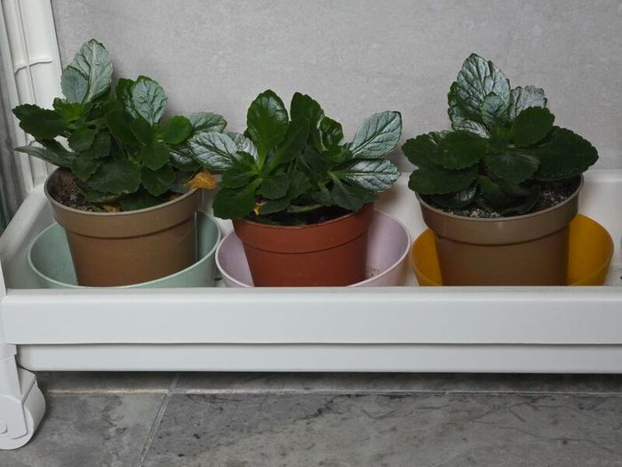 Kalanchoe plants