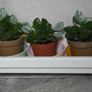 Kalanchoe plants Image 2