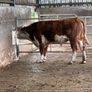 Hereford bull organic Image 7