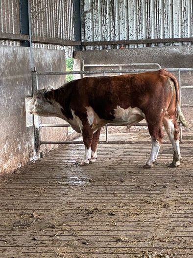 Hereford bull organic