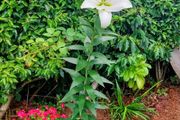 Giant Lily SALE