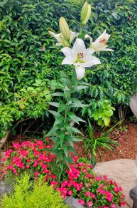 Giant Lily
