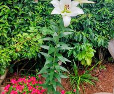 Giant Lily