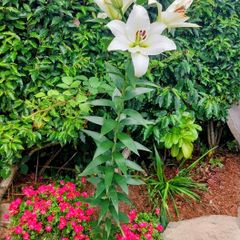 Giant Lily