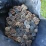 Pine Cones Image 3