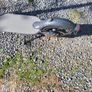 Electric scooter mi 1s Image 6