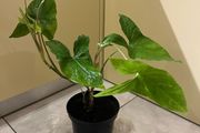 Flower indoor Philodendron