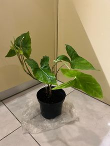 Flower indoor Philodendron