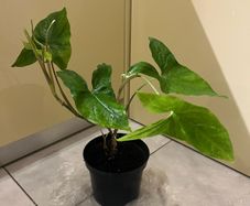 Flower indoor Philodendron