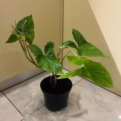 Flower indoor Philodendron