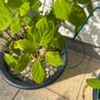Hydrangea - Pink Annabelle x 2 Image 8