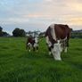 2 pedigree hereford cows with bull calves at foot Image 9