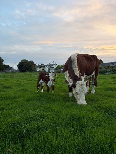 2 pedigree hereford cows with bull calves at foot