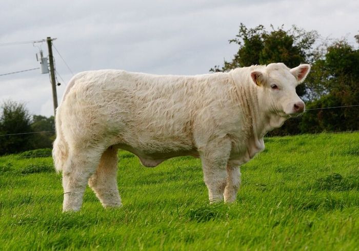 Pedigree Charolais Cattle