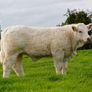 Pedigree Charolais Cattle Image 7