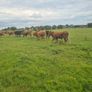 Bullocks Image 9