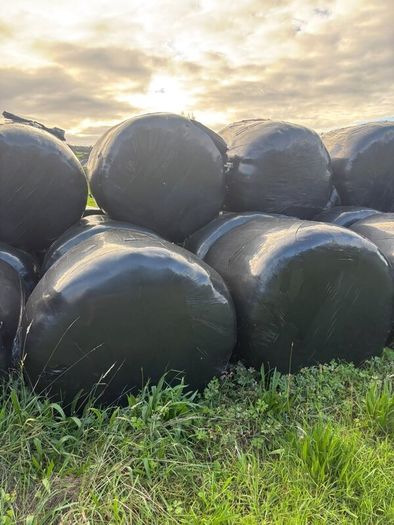 Round bales of silage