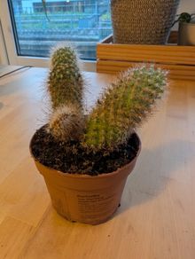 Parodia Ball Cactus