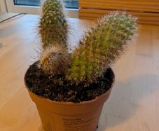 Parodia Ball Cactus