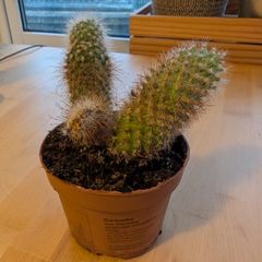 Parodia Ball Cactus