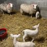 Ewes with lambs Image 6