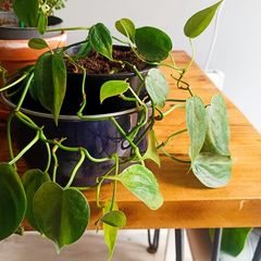 plant
