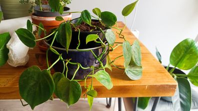 plant