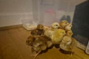 chicks