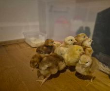 chicks