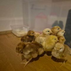 chicks