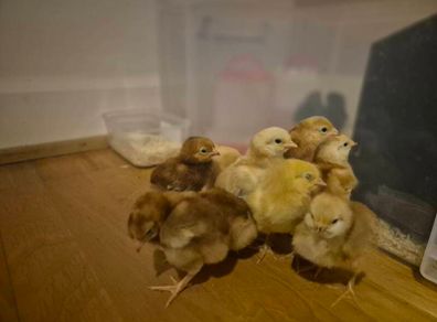 chicks