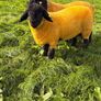 Pedigree Suffolk Ram Lambs Image 2