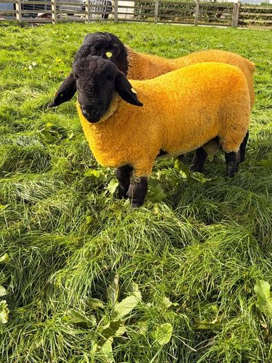 Pedigree Suffolk Ram Lambs