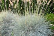 (G) Fescue Grass Blue seeds 0.3g (883720)
