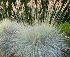 (G) Fescue Grass Blue seeds 0.3g (883720)