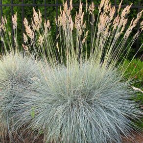 (G) Fescue Grass Blue seeds 0.3g (883720)