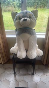 Teddy