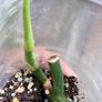 Philodendron Composportoanum leaf cutting Image 7