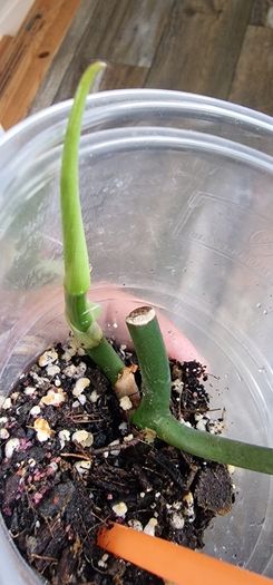 Philodendron Composportoanum leaf cutting
