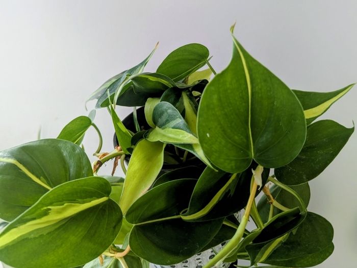 Philodendron Scandens Plant